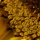 Lifesize sun flower