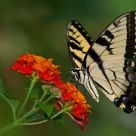 Easter Tiger Swallowtail