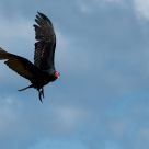 Turkey vulture