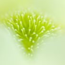 Stamens
