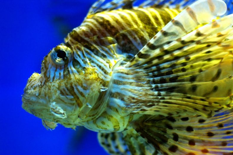Tropical Fish