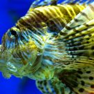 Tropical Fish