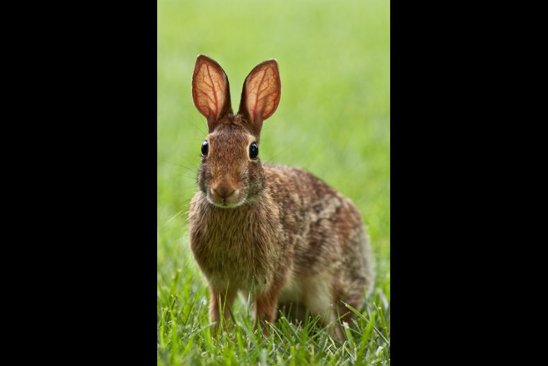 Eastern Cottontail