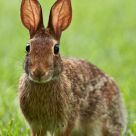 Eastern Cottontail