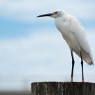 Snowy Egret