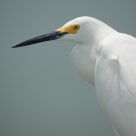Snowy Egret