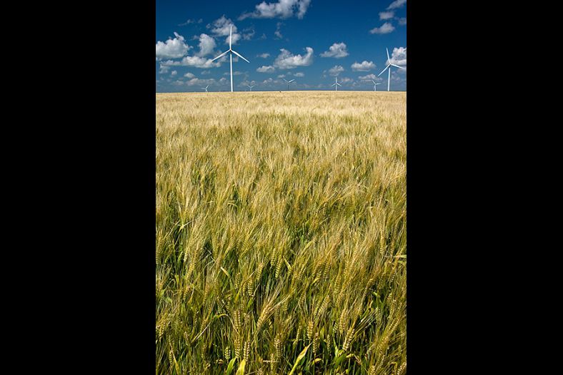 Wind Turbines In Wheat Field