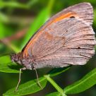 Mariposa