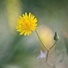 Flor silvestre