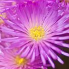 Purple explosion