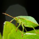 Acanthosomatidae =adult