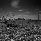 Dungeness poppy