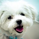 Dog at the Harborfront