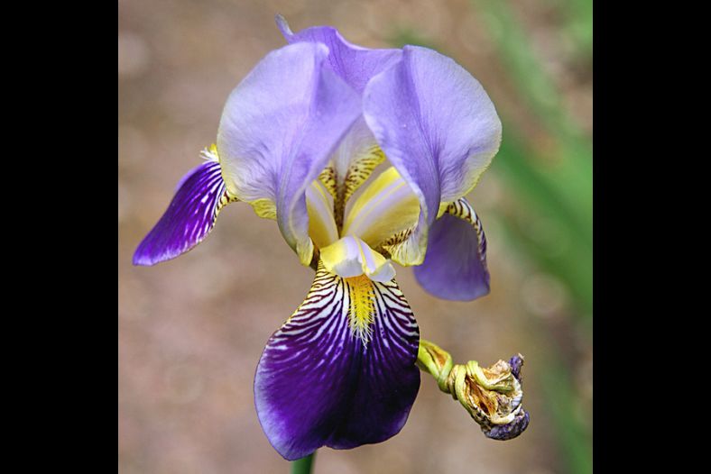 Purple flower