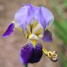 Purple flower