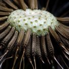 Dandelion spores