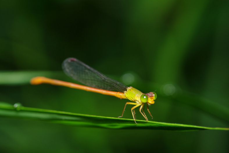 Damselflies