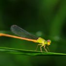 Damselflies