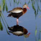Black-bellied Whistling-duck