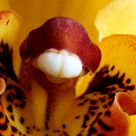 Cymbidium