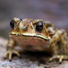 Toad's Close-up