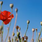 coquelicot