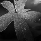 Leaf Detail in Black and White