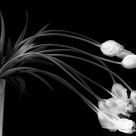 Drooping Tulips