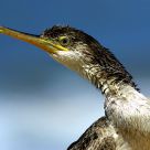 cormorant