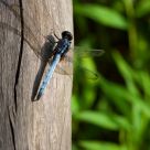 A Hanging Dragonfly