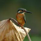 Alcedo atthis