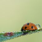 Dewy