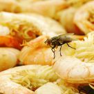 A Fly & Dried Shrimps