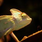 Kameleon