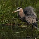 Ruffle My Feathers