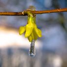 forsythia