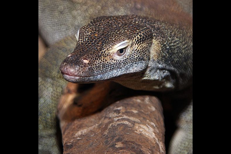 Leguaan