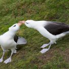 Courting Albatrosses