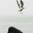 Incoming From Flight