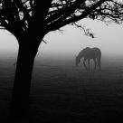 Loneliness