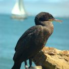 Double-Crested Cormorant