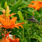 Going for the Lily