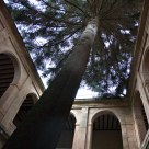 Abies pinsapo