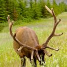 Big Rack