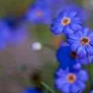 Blue on Blue