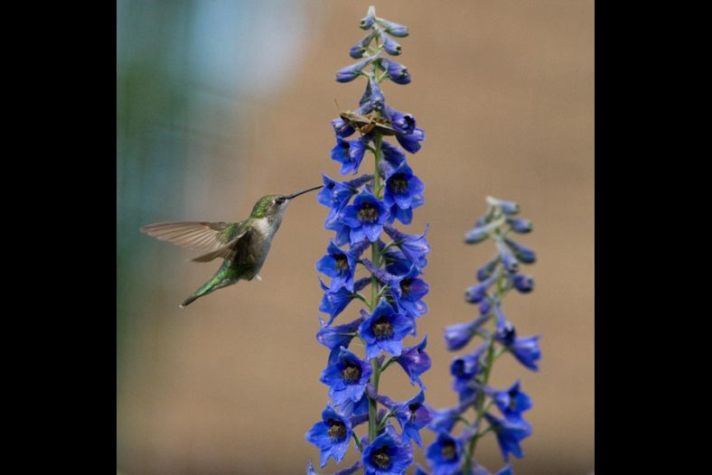 Hummingbird Among Delphiniums