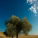 Tuscany #2