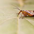 scorpion fly