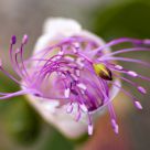 spiralling flower