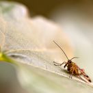 scorpion fly